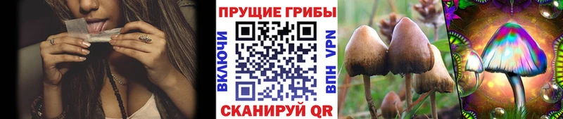 Галлюциногенные грибы Psilocybine cubensis  Ярцево 